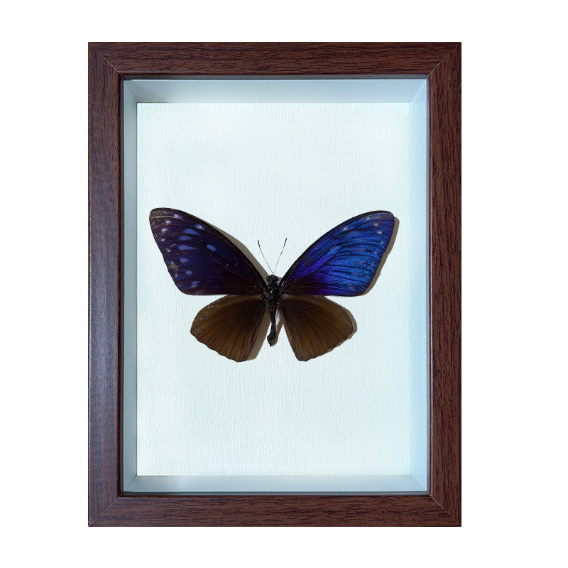 Chilasa paradoxa Handmade Butterfly Specimen Frame