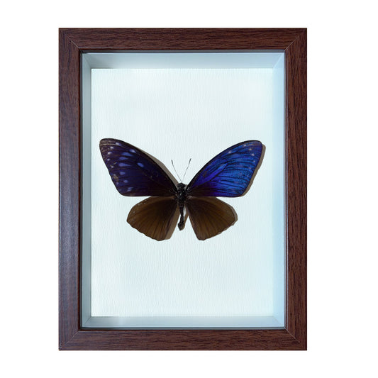 Chilasa paradoxa Handmade Butterfly Specimen Frame