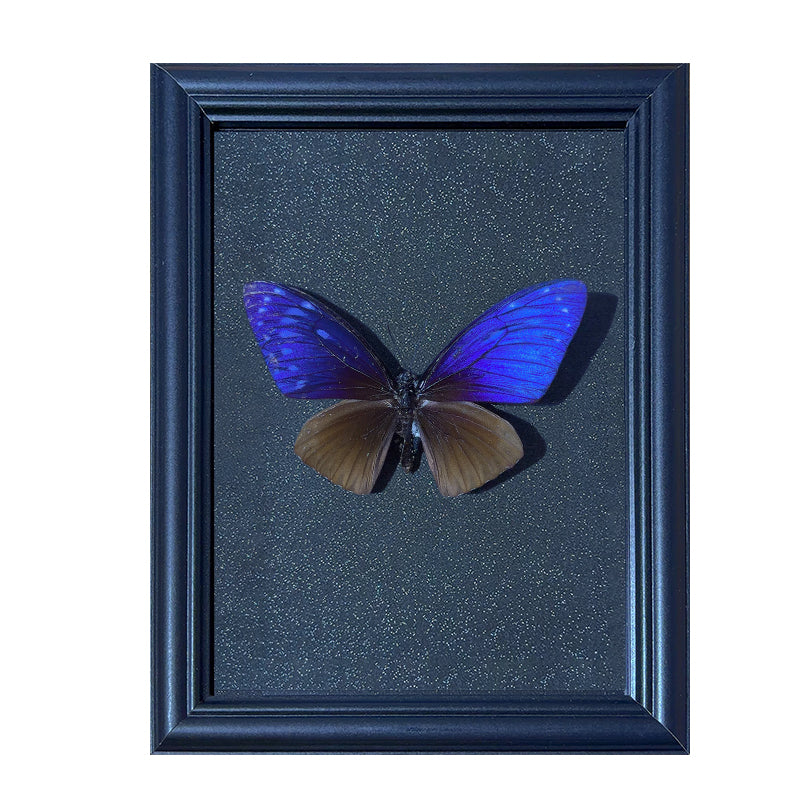 Chilasa paradoxa Handmade Butterfly Specimen Frame