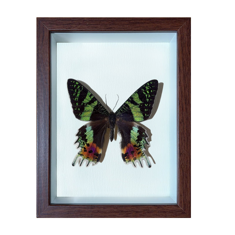 Chrysiridia rhipheus Handmade Butterfly Specimen Frame