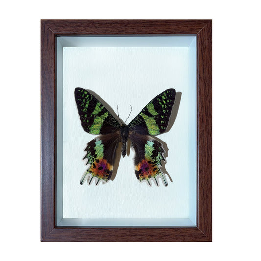Chrysiridia rhipheus Handmade Butterfly Specimen Frame