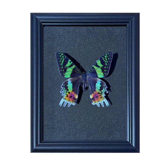 Chrysiridia rhipheus Handmade Butterfly Specimen Frame