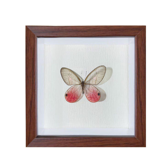 Cithaerias pireta Handmade Butterfly Specimen Frame