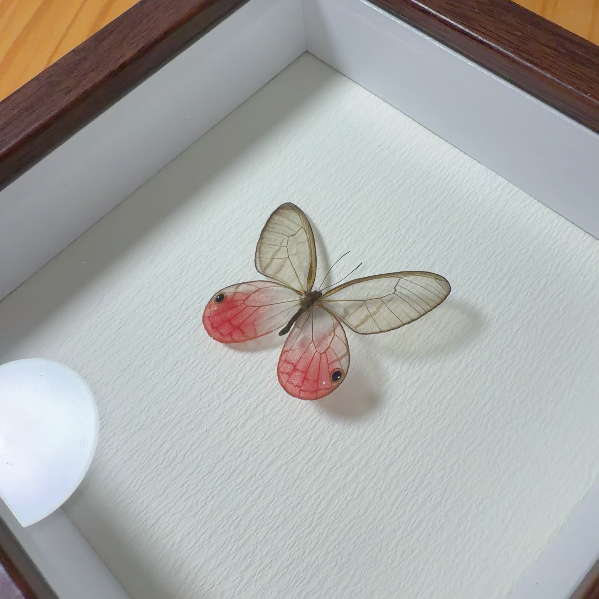 Cithaerias pireta Handmade Butterfly Specimen Frame