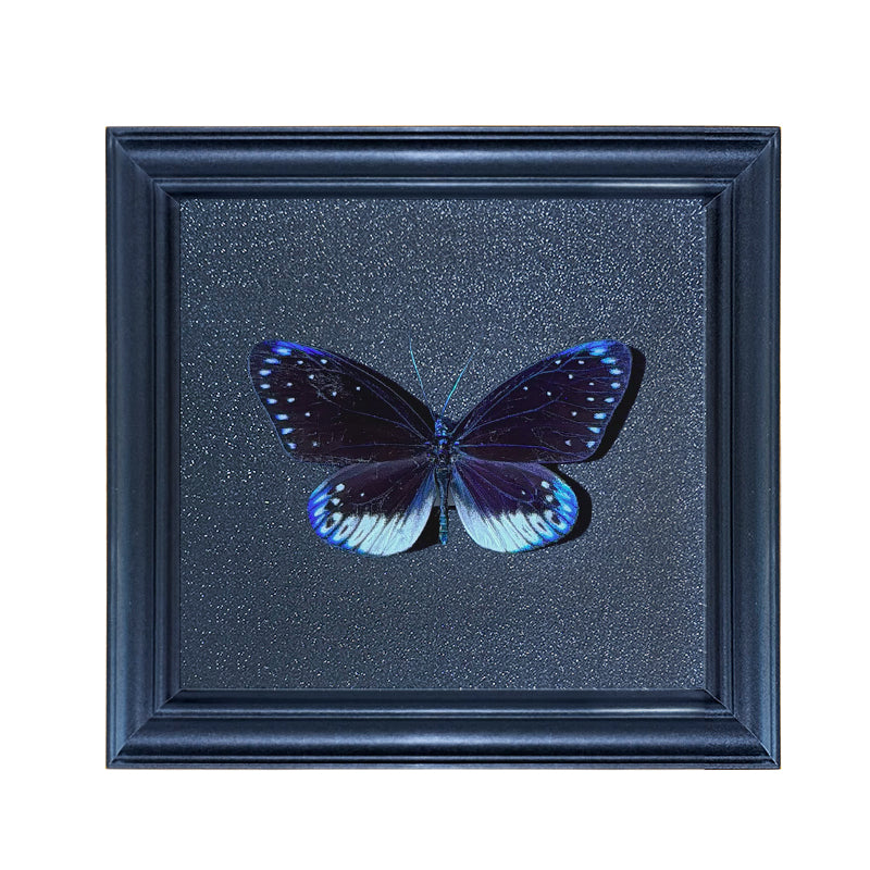 Cyclosia midamia Handmade Butterfly Specimen Frame