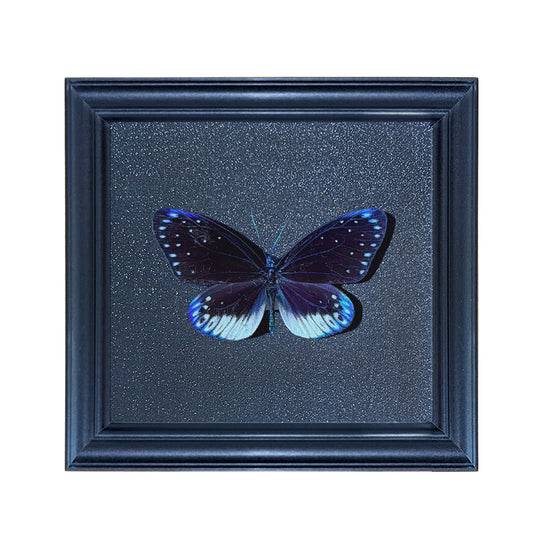 Cyclosia midamia Handmade Butterfly Specimen Frame