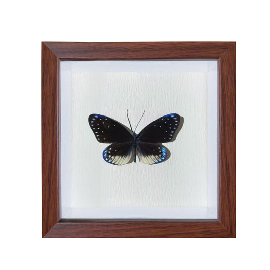 Cyclosia midamia Handmade Butterfly Specimen Frame