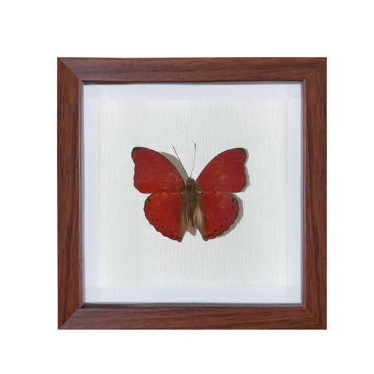 Cymothoe sangaris Handmade Butterfly Specimen Frame