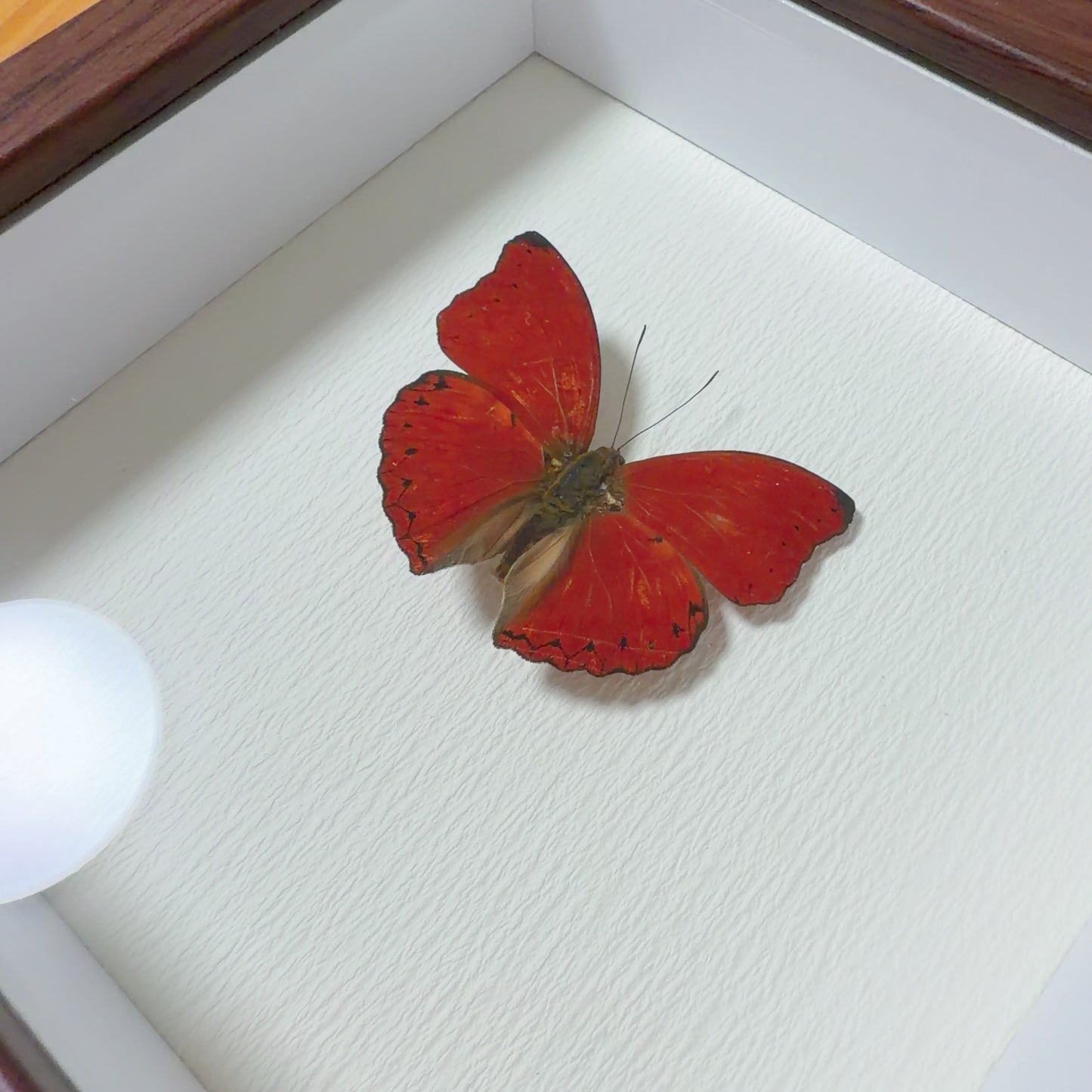 Cymothoe sangaris Handmade Butterfly Specimen Frame