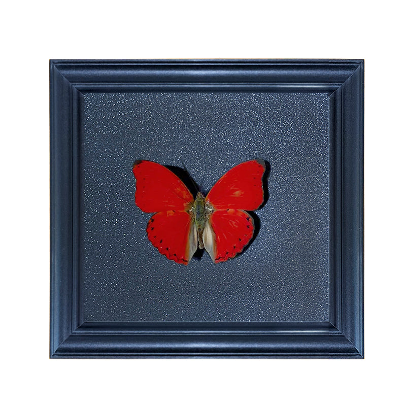 Cymothoe sangaris Handmade Butterfly Specimen Frame