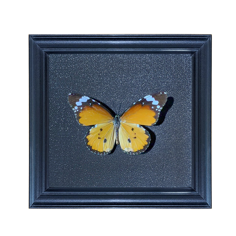 Danaus chrysippus Handmade Butterfly Specimen Frame