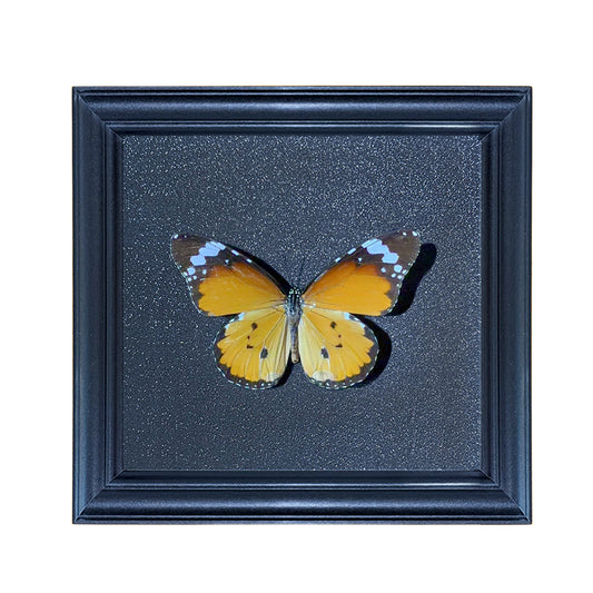 Danaus chrysippus Handmade Butterfly Specimen Frame