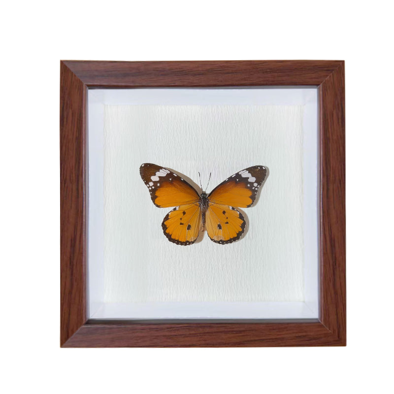 Danaus chrysippus Handmade Butterfly Specimen Frame