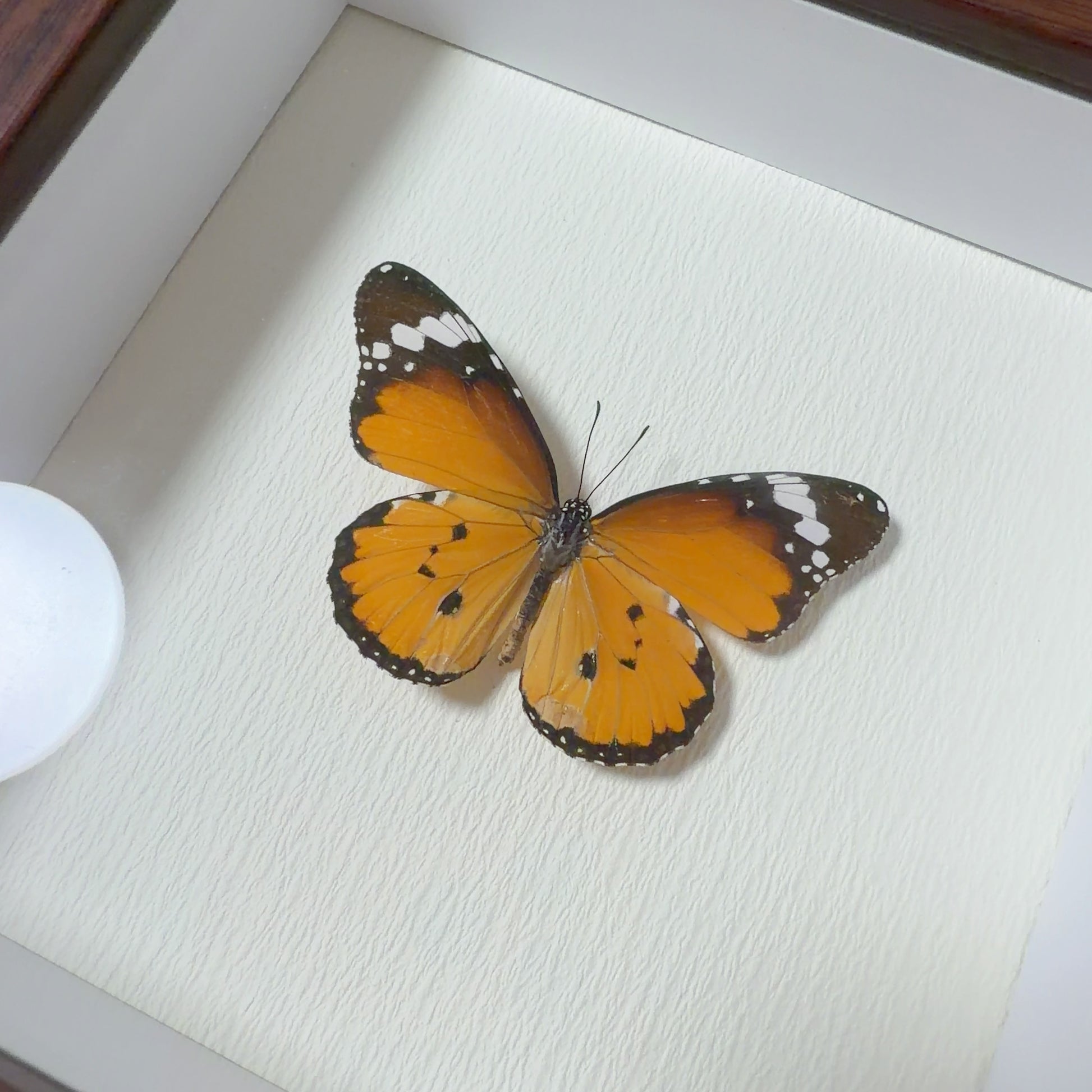 Danaus chrysippus Handmade Butterfly Specimen Frame