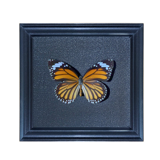 Danaus genutia Handmade Butterfly Specimen Frame
