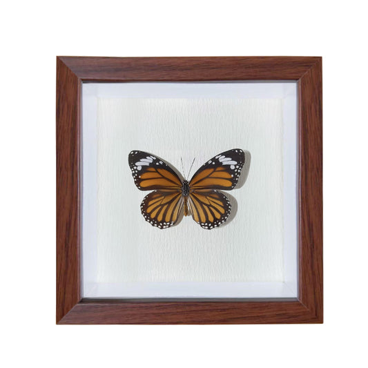 Danaus genutia Handmade Butterfly Specimen Frame