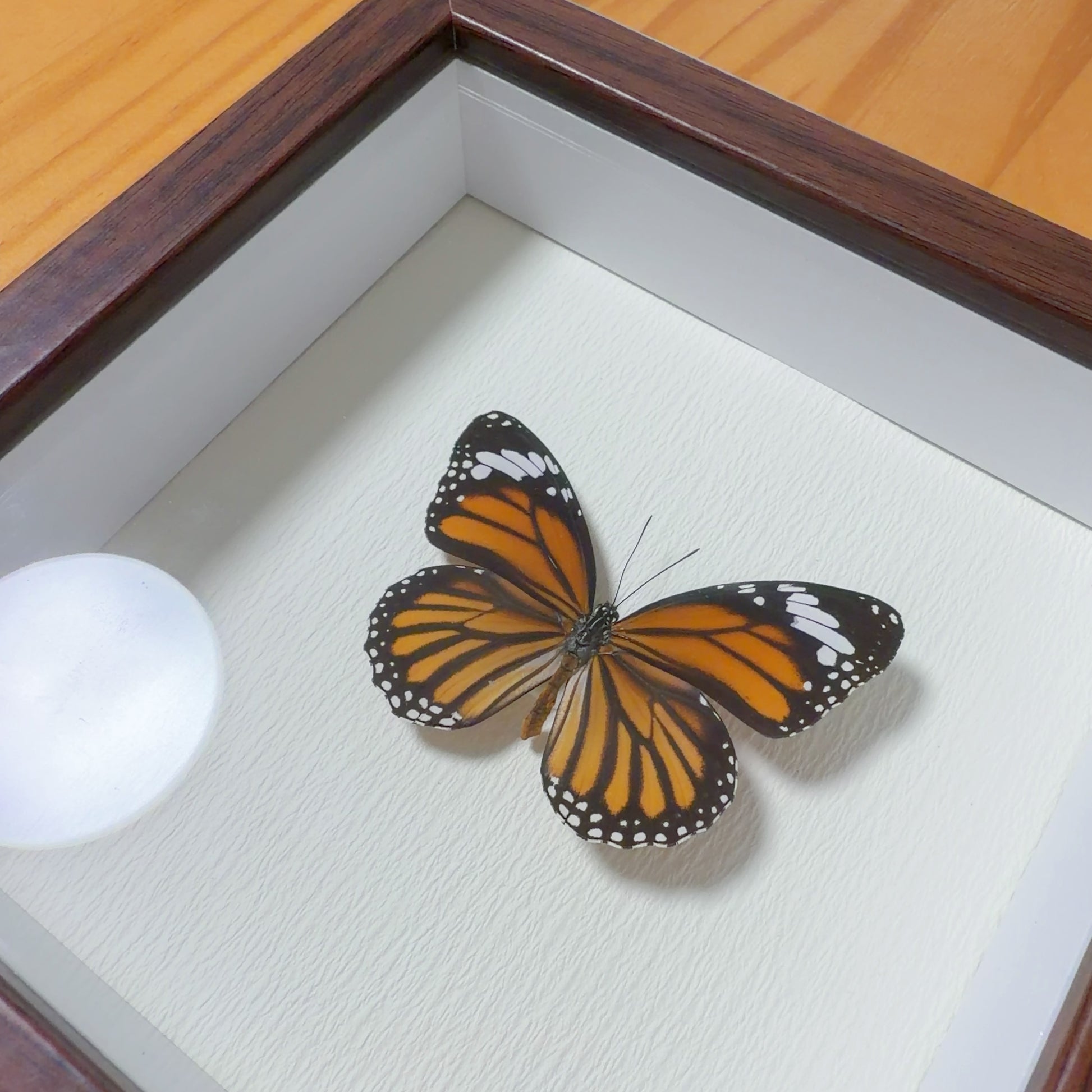 Danaus genutia Handmade Butterfly Specimen Frame