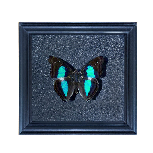 Doxocopa agathina Handmade Butterfly Specimen Frame