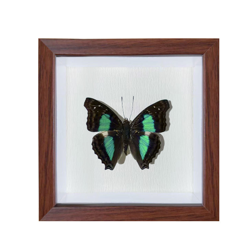 Doxocopa agathina Handmade Butterfly Specimen Frame