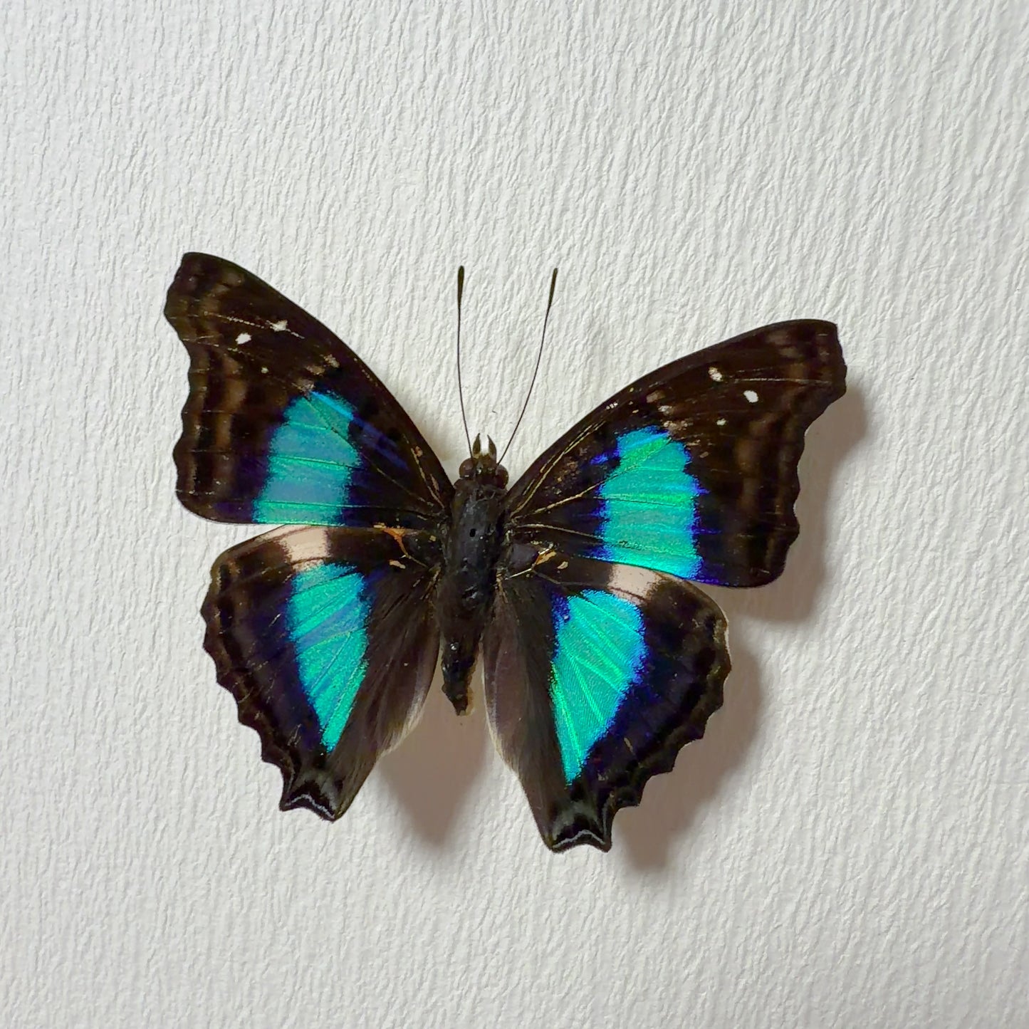 Doxocopa agathina Handmade Butterfly Specimen Frame
