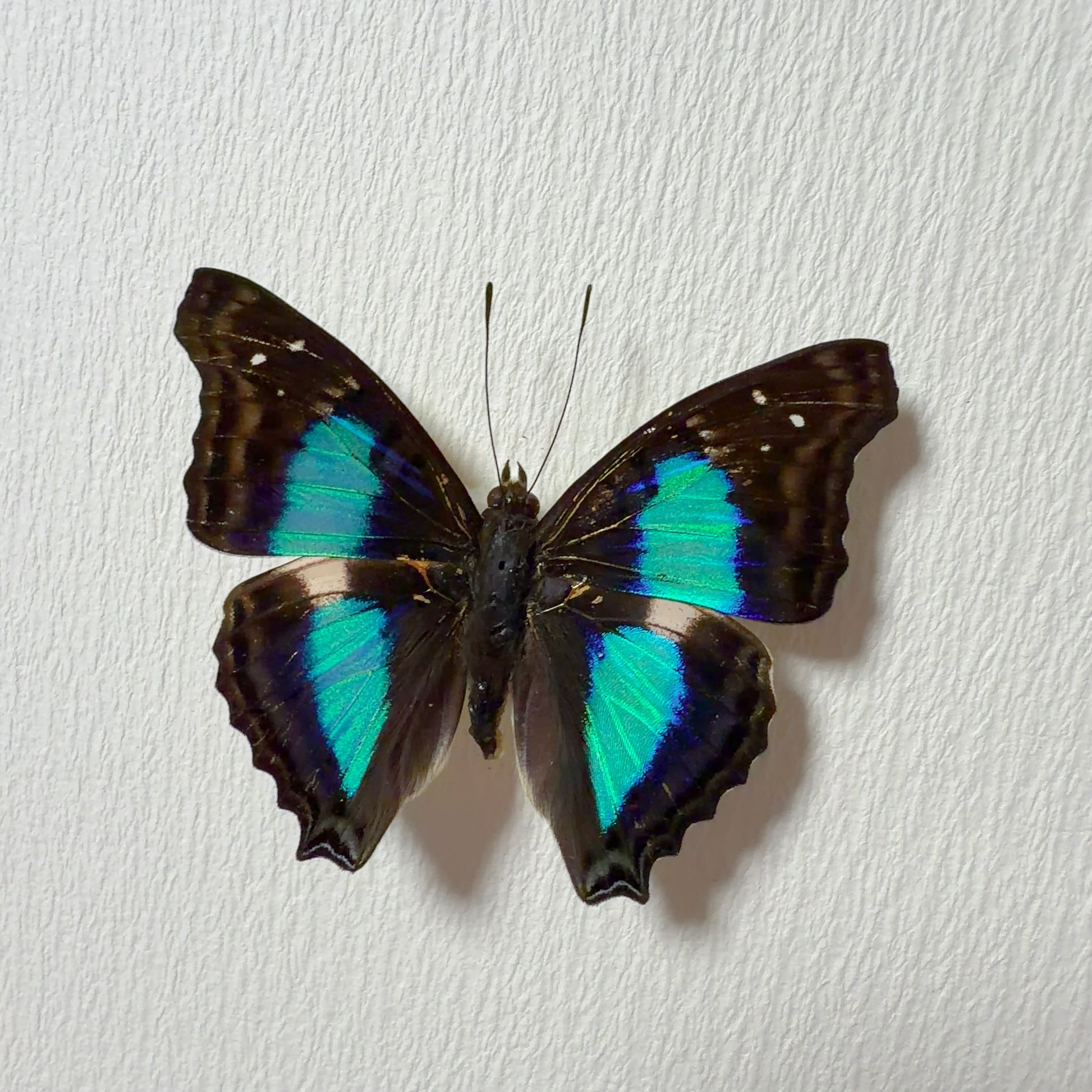 Doxocopa agathina Handmade Butterfly Specimen Frame