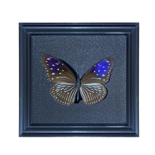 Euploea mulciber female Handmade Butterfly Specimen Frame