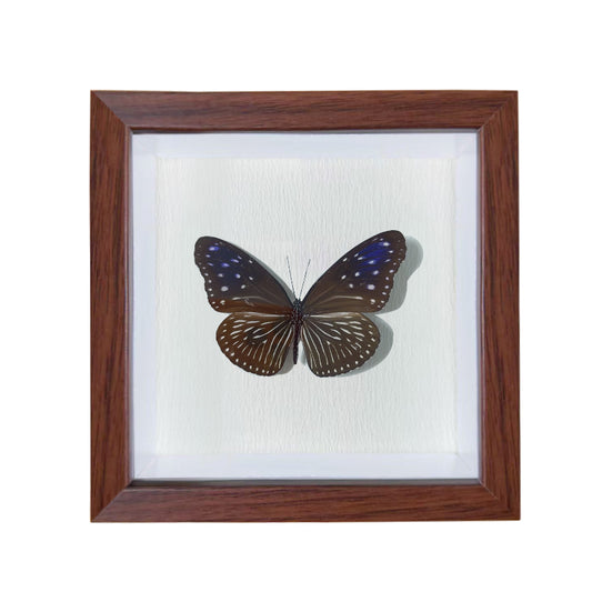 Euploea mulciber female Handmade Butterfly Specimen Frame