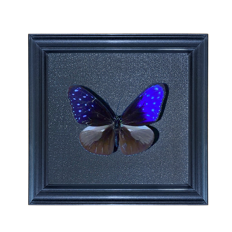 Euploea mulciber male Handmade Butterfly Specimen Frame