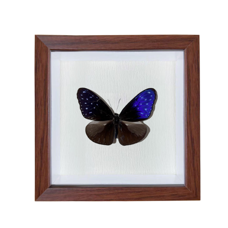 Euploea mulciber male Handmade Butterfly Specimen Frame