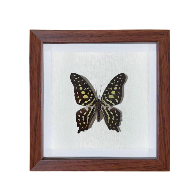 Graphium agamemnon Handmade Butterfly Specimen Frame