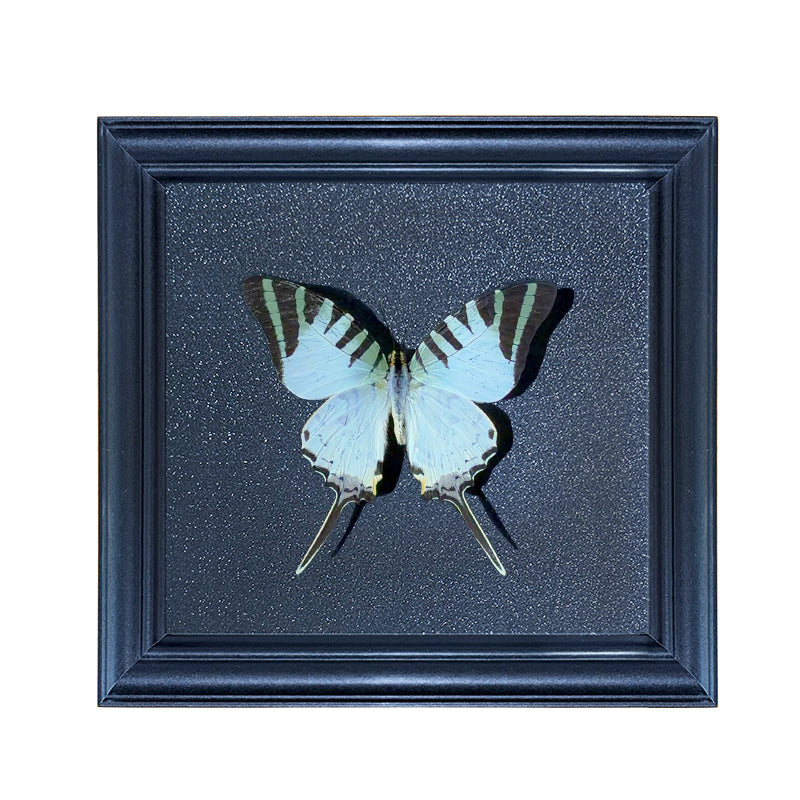 Graphium antiphates Handmade Butterfly Specimen Frame