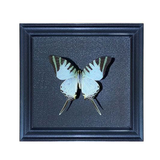 Graphium antiphates Handmade Butterfly Specimen Frame