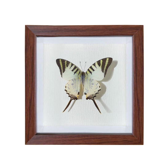Graphium antiphates Handmade Butterfly Specimen Frame