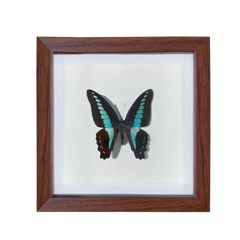Graphium doson Handmade Butterfly Specimen Frame