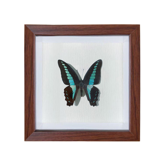 Graphium doson Handmade Butterfly Specimen Frame