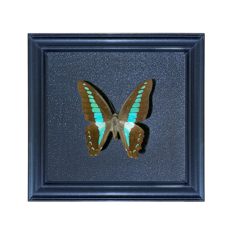 Graphium doson Handmade Butterfly Specimen Frame