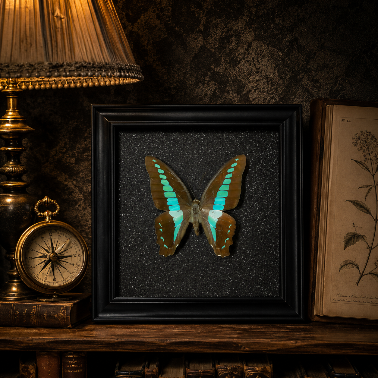 Graphium doson Handmade Butterfly Specimen Frame Vintage Collection Home Decoration