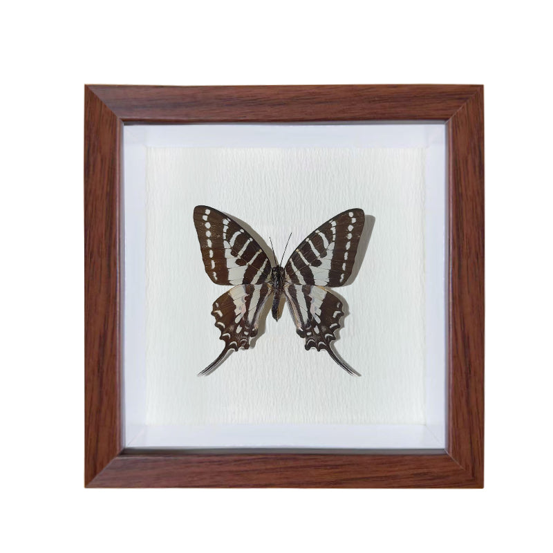 Graphium nomius Handmade Butterfly Specimen Frame