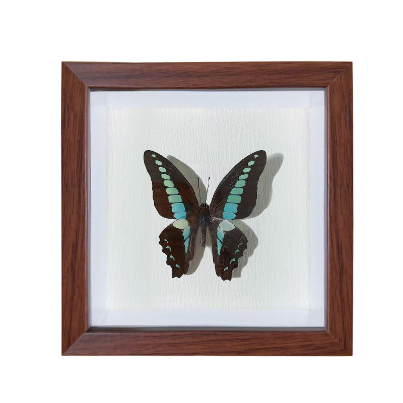 Graphium sarpedon Handmade Butterfly Specimen Frame