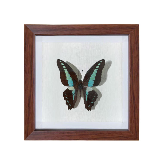 Graphium sarpedon Handmade Butterfly Specimen Frame