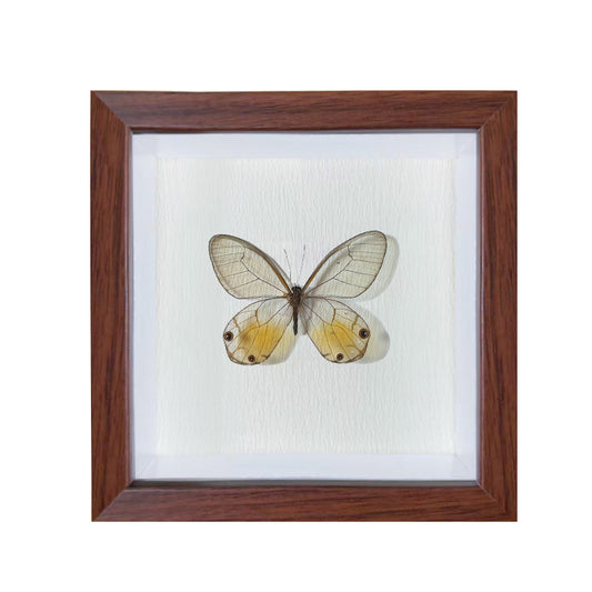 Haetera piera Handmade Butterfly Specimen Frame
