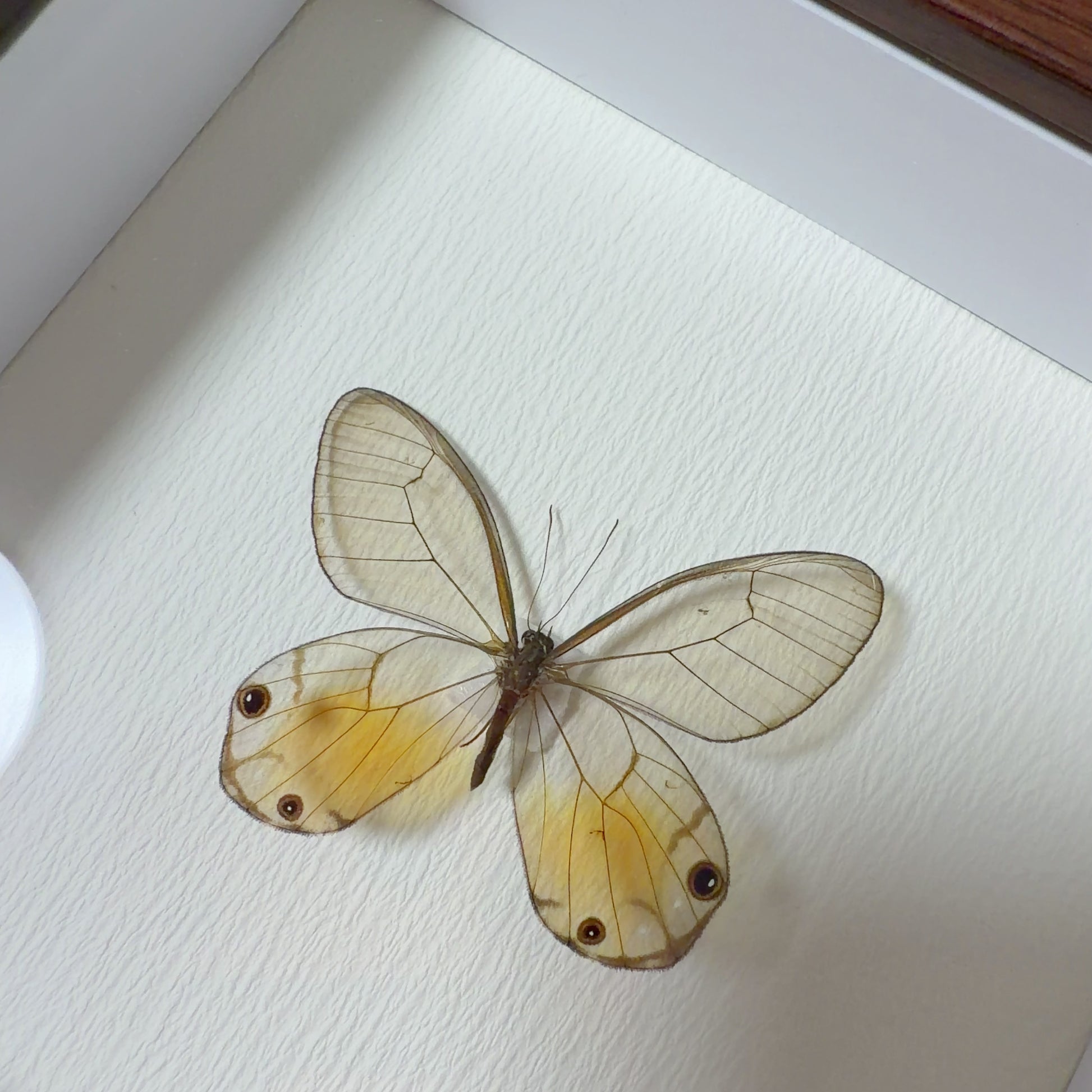 Haetera piera Handmade Butterfly Specimen Frame