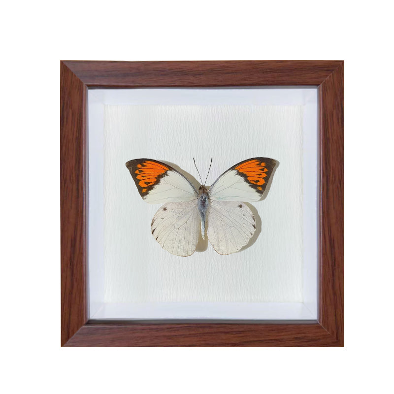 Hebomoia glaucippe Handmade Butterfly Specimen Frame