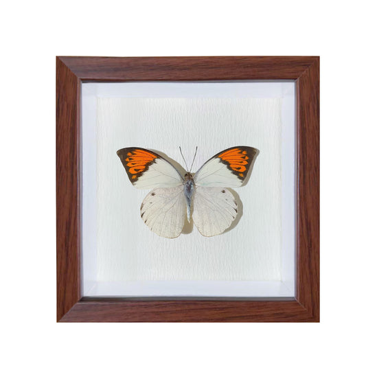 Hebomoia glaucippe Handmade Butterfly Specimen Frame