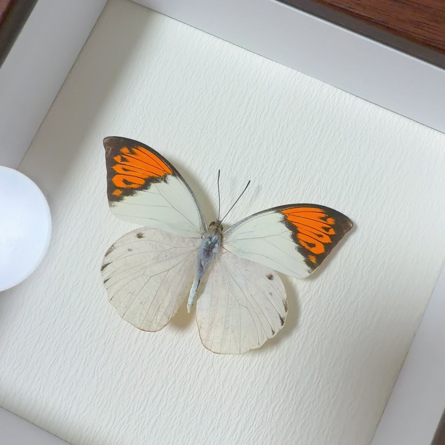 Hebomoia glaucippe Handmade Butterfly Specimen Frame