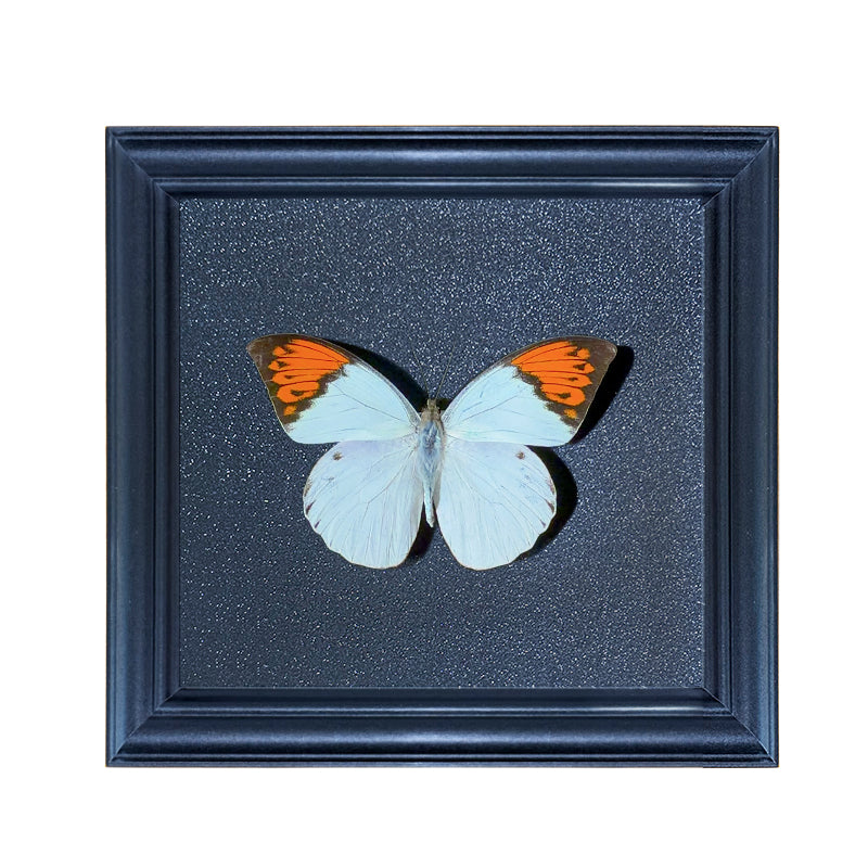 Hebomoia glaucippe Handmade Butterfly Specimen Frame