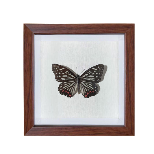 Hestina assimilis Handmade Butterfly Specimen Frame