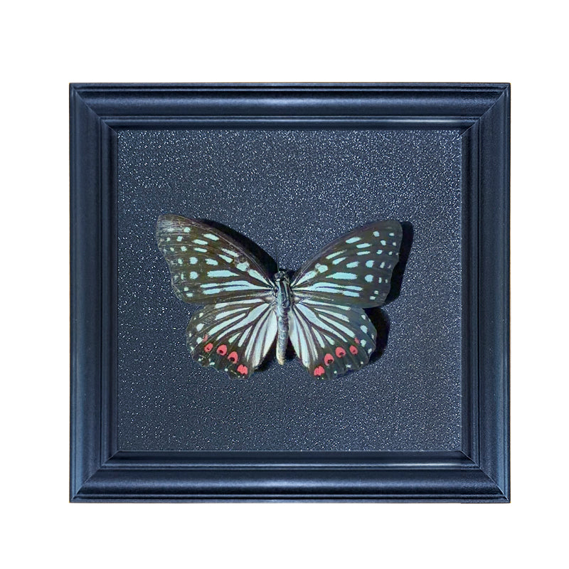 Hestina assimilis Handmade Butterfly Specimen Frame