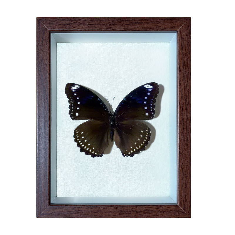 Hypolimnas bolina female Handmade Butterfly Specimen Frame