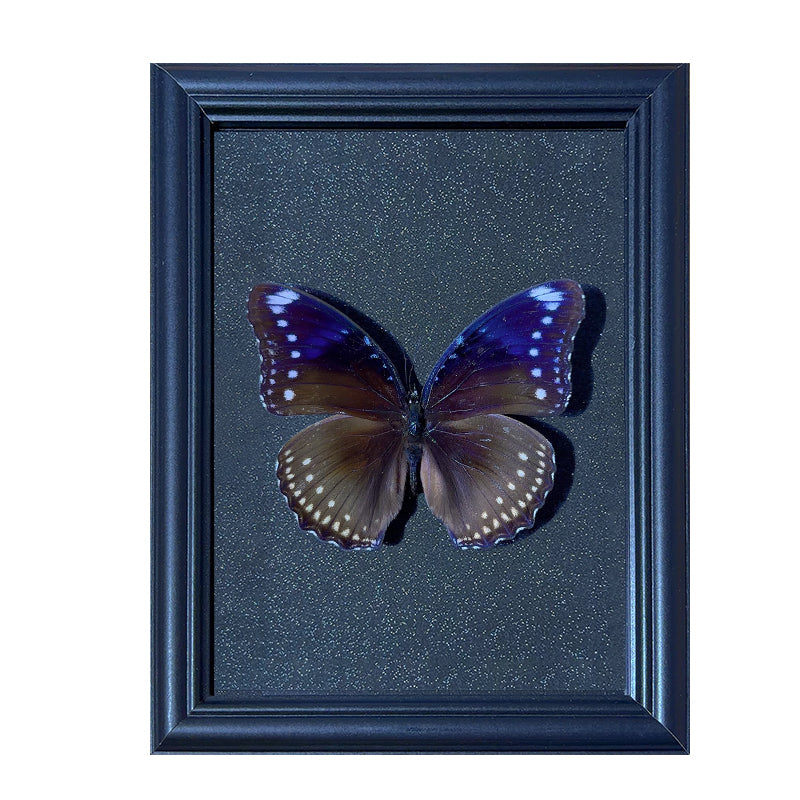 Hypolimnas bolina female Handmade Butterfly Specimen Frame